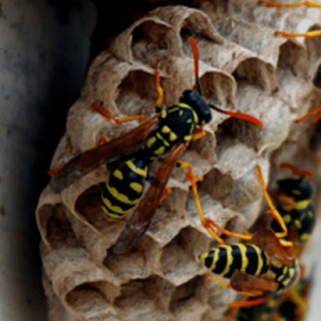 When Is The Best Time To Remove A Wasp Nest?