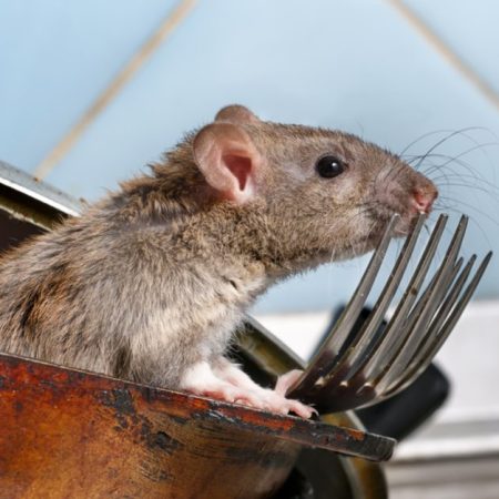 Eliminating Rodents from Your Home: Steps You Should Take